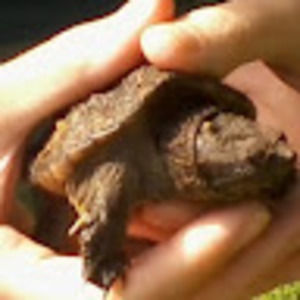 Meet your Posher, Betty